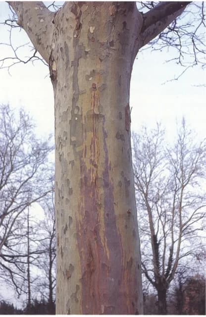Platane atteint du chancre coloré