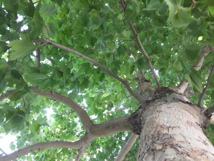 Tolérance aux maladies