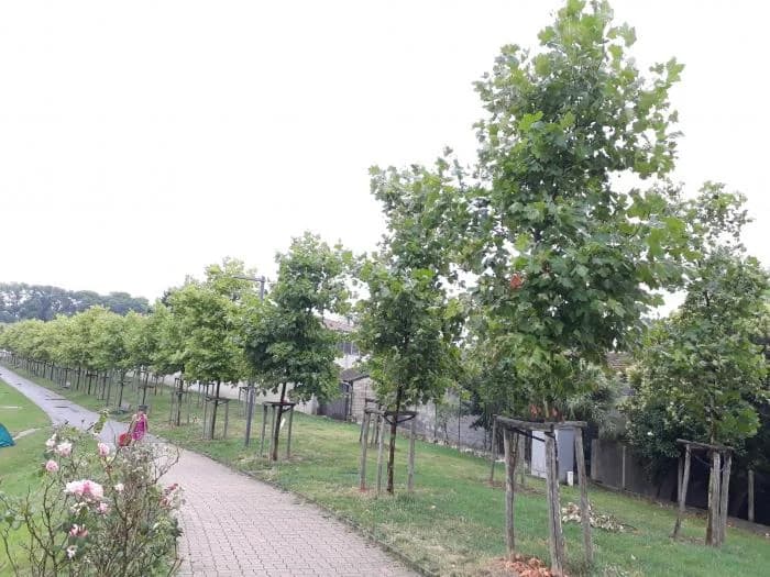 Un patrimoine botanique rare